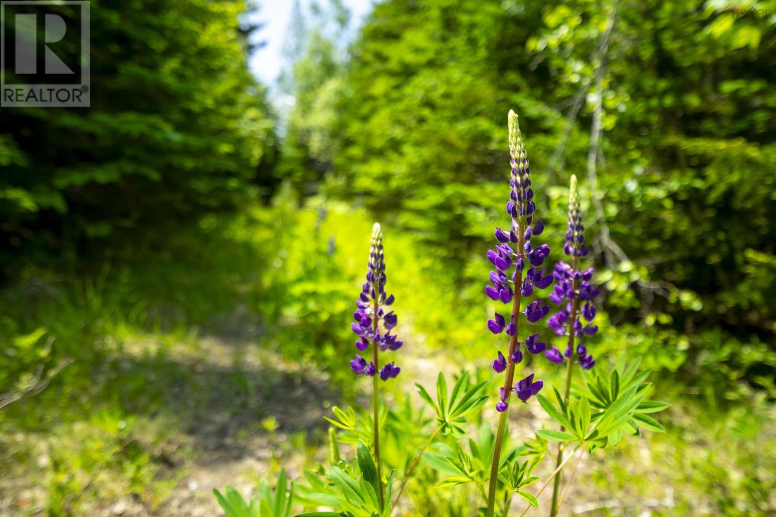Property 11 of 12 of Lot West Dalhousie Road