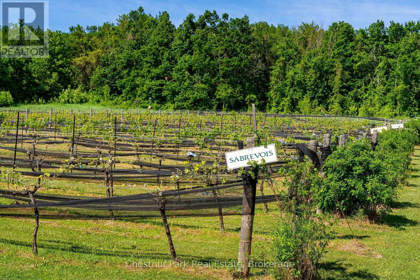 One of two wine producing vineyards