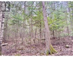 B Lot Arbor Vitae Road, Madawaska Valley, ON K0J1B0 Photo 19