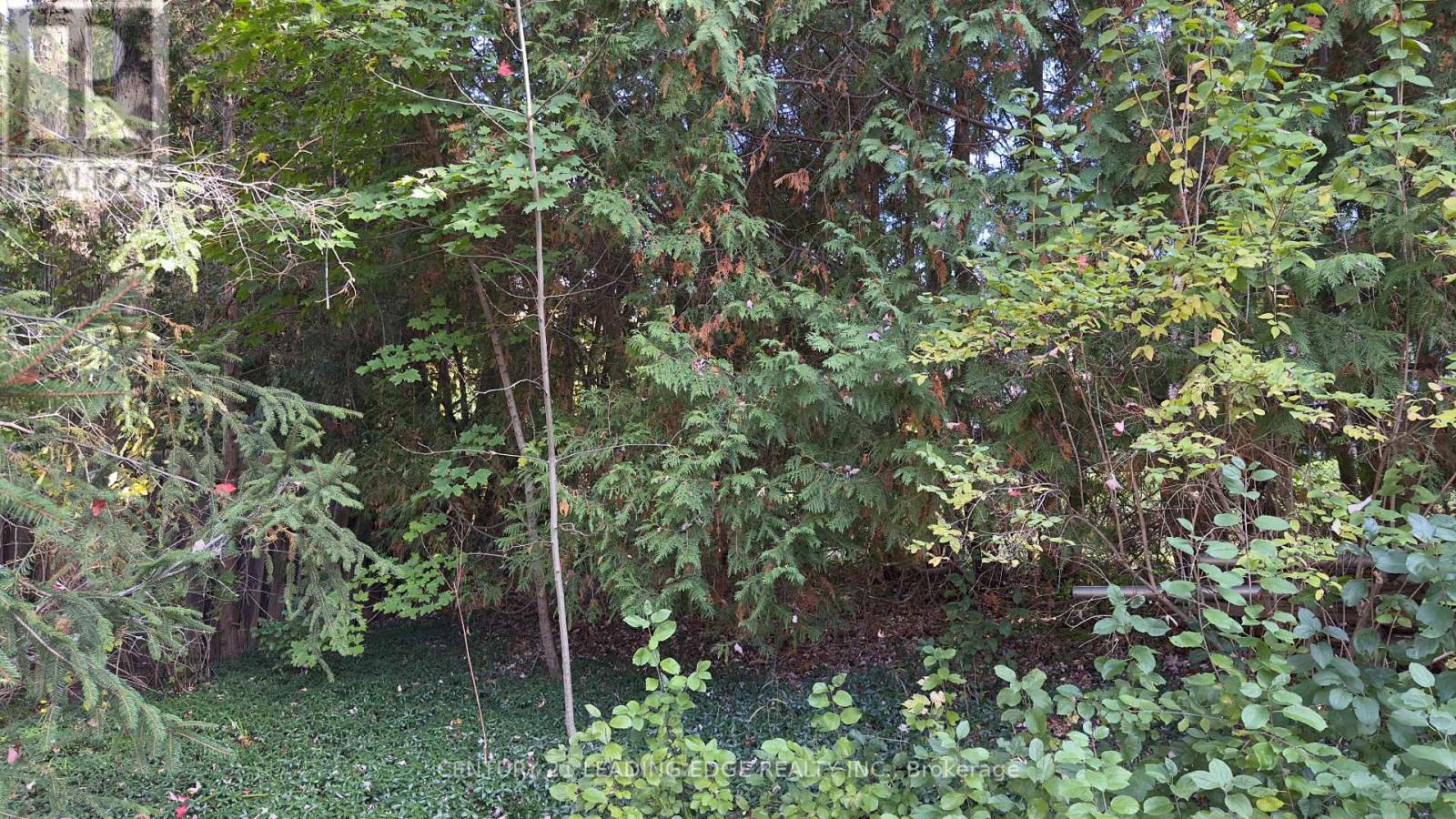 117 WESTWOOD LANE - 3