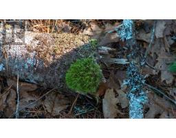 Br-1 Bowers Road, Lower Ohio, NS B0T1W0 Photo 7