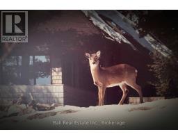 239 Fire Route 52, North Kawartha, ON K0L1A0 Photo 45
