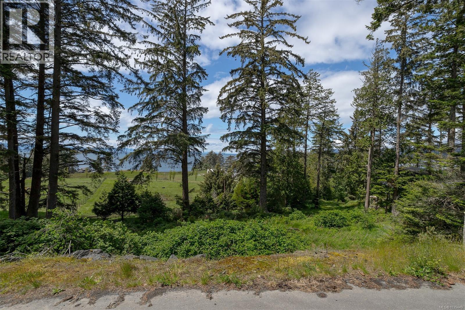 Expansive wooded lot featuring mature evergreen trees and dense undergrowth