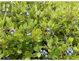 Lot 00 Palmer Road, Wentworth Valley Preserve, Wentworth Valley, NS B0M1Z0 Photo 10