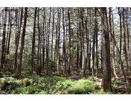 Roseway Drive, Upper Ohio, NS B0T1J0 Photo 25