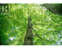 Pt 1 Boyce Road, Alnwick/haldimand, ON K0K1S0 Photo 18