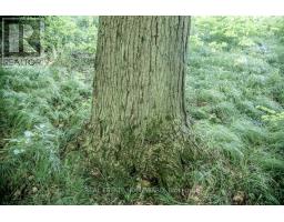 Pt 1 Boyce Road, Alnwick/haldimand, ON K0K1S0 Photo 21