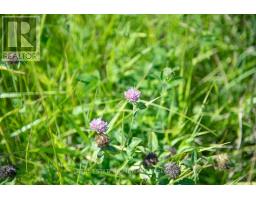Pt 1 Boyce Road, Alnwick/haldimand, ON K0K1S0 Photo 24