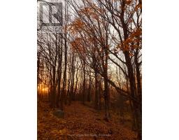 Ptlt 39 Con 25 N E, Georgian Bluffs, ON N0H2T0 Photo 18