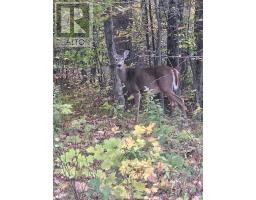 1117 Limberlost Point Road, Parry Sound Remote Area, ON P0H2R0 Photo 39