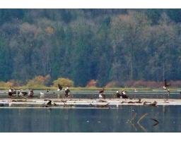83 14550 Morris Valley Road, Mission, BC V0M1A1 Photo 22