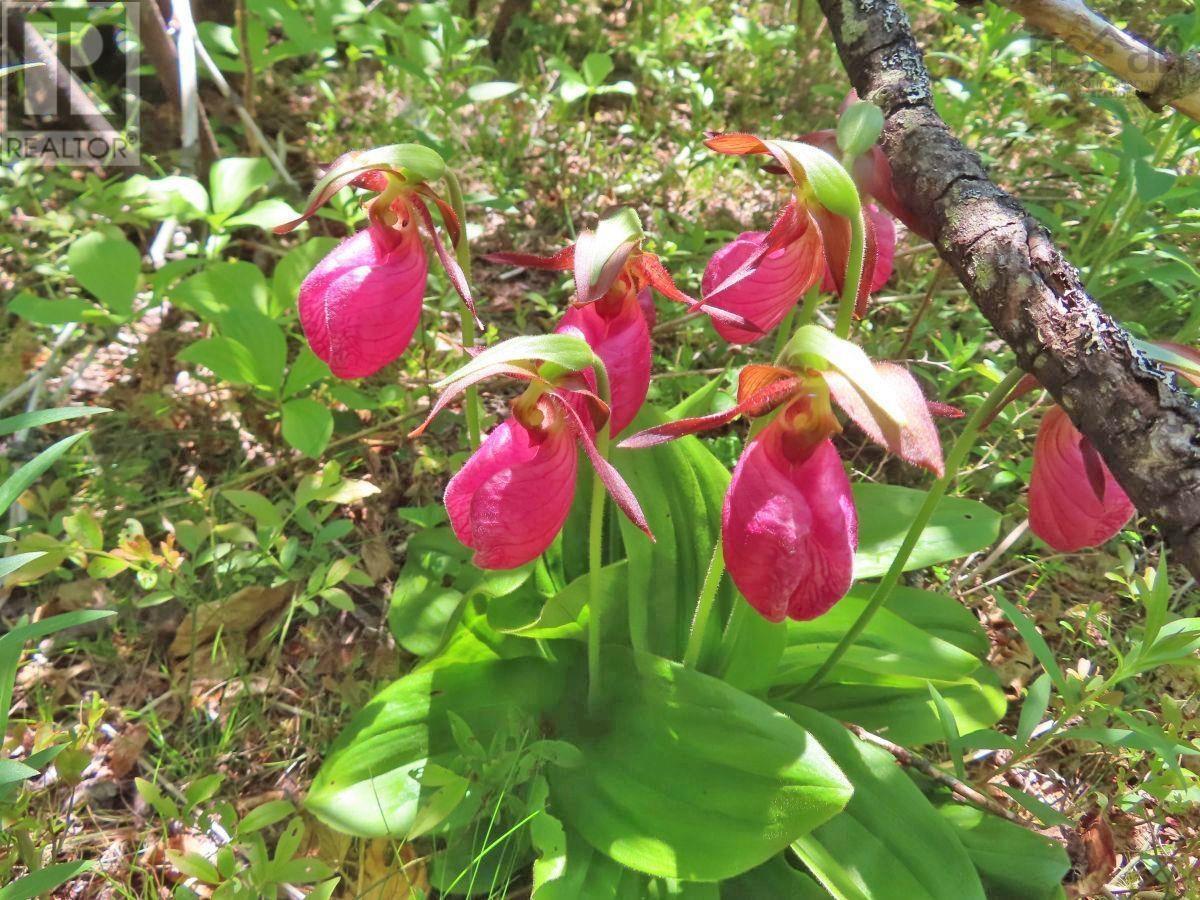 Property 25 of 50 of Lot 12 316 Hwy (English Harbour)
