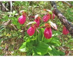 Lot 12 316 Hwy (english Harbour), Cole Harbour, NS B0H1T0 Photo 25