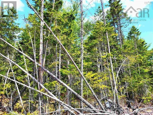 Property 8 of 25 of Lot Back Road