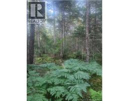37.8 Hec Bettsburg Road, photo 4
