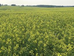 161064 98 West Road, Rorketon, MB R0L1R0 Photo 41