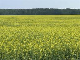 161064 98 West Road, Rorketon, MB R0L1R0 Photo 42