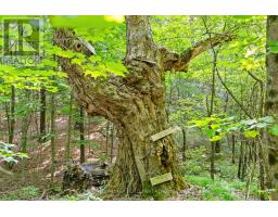 Lot 30 Thompson Drive, Drummond/north Elmsley, ON K7H3C7 Photo 13