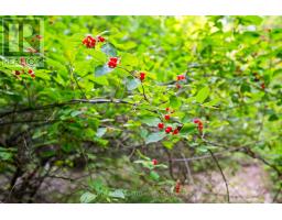 Lot 30 Thompson Drive, Drummond/north Elmsley, ON K7H3C7 Photo 15