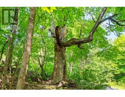 Lot 30 Thompson Drive, Drummond/north Elmsley, ON K7H3C7 Photo 17