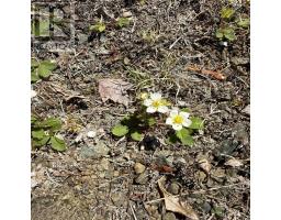 Lot 22 Marble Mountain Road, South Side River Denys, NS B0E2Y0 Photo 20