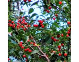 3462 Route 315, Laplante, NB E8J2A9 Photo 23