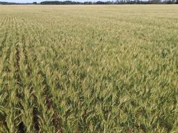 130061 7w Road, Poplarfield, MB R0C1P0 Photo 37