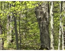 N/a Sutter Road Road W, Northern Bruce Peninsula, ON N0H1W0 Photo 13