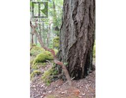 Sl C Elderberry Lane, Lasqueti Island, BC V0R2J0 Photo 22