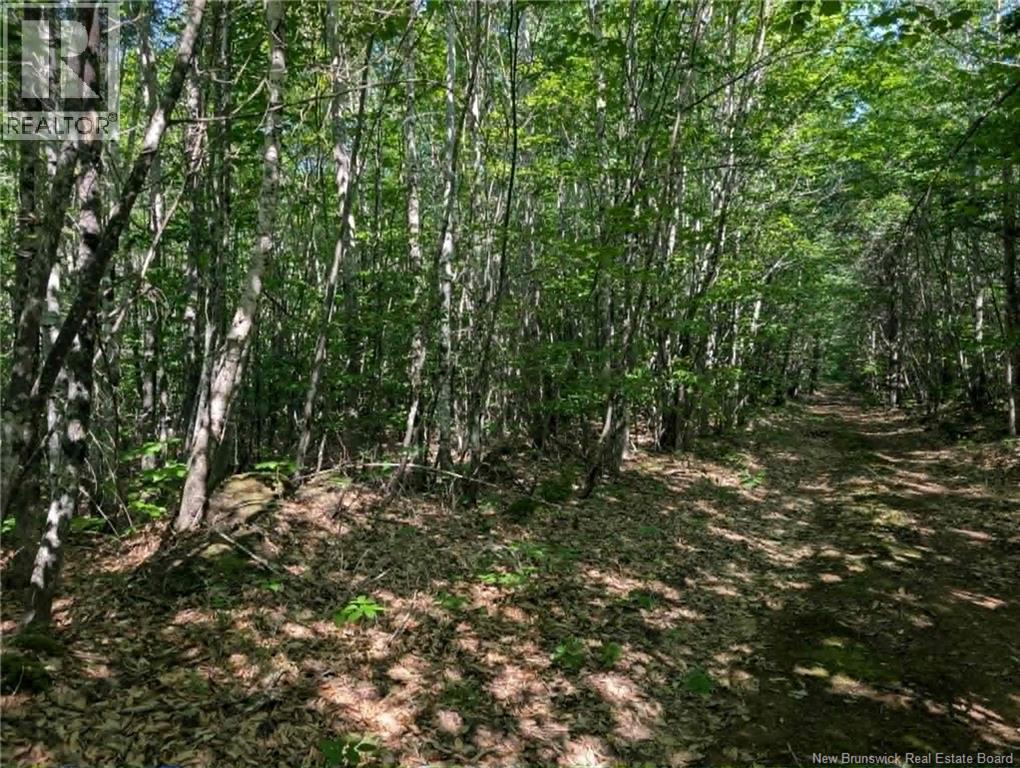 Wood Lot Green Road
