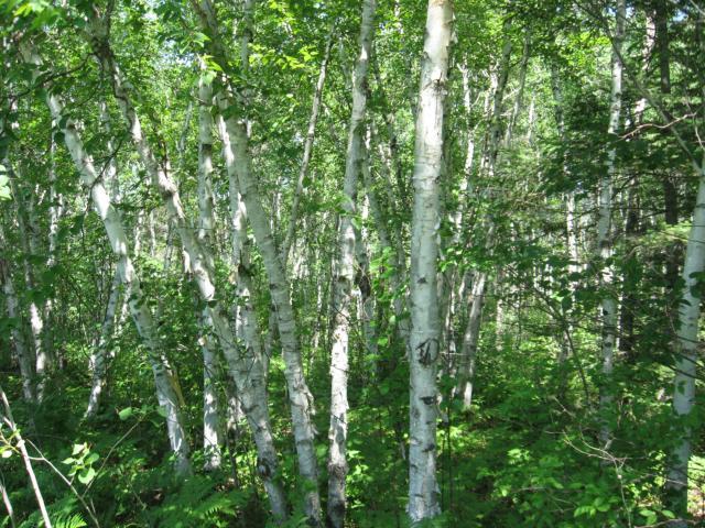 0 VICTORIA BEACH Trail, Rm Of Alexander, Manitoba, X0X0X0, Rm Of Alexander, Manitoba