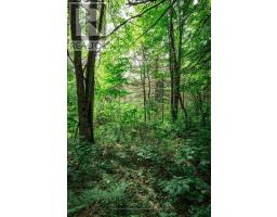 167 North Pickerel Lake Road, Armour, ON P0A1C0 Photo 10