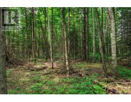 167 North Pickerel Lake Road, Armour, ON P0A1C0 Photo 15