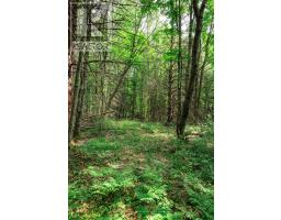 167 North Pickerel Lake Road, Armour, ON P0A1C0 Photo 8