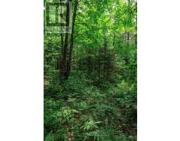 167 North Pickerel Lake Road, Armour, ON P0A1C0 Photo 9