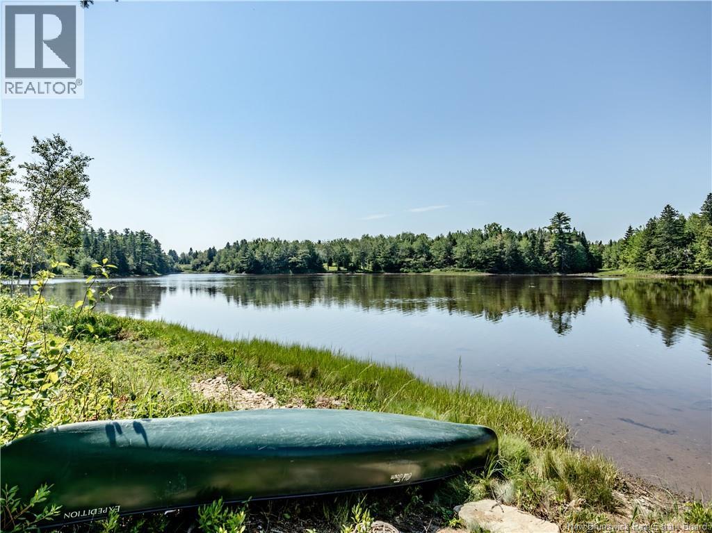 32 Allee Lion - Image 6