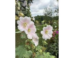 742649 Sideroad 4b, Chatsworth, ON N0H1G0 Photo 35