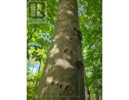 725 Purple Valley Road, South Bruce Peninsula, ON N0H2T0 Photo 8