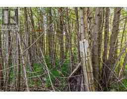 Part 2 Pt Lt 46 Highway 6, Northern Bruce Peninsula, ON N0H2R0 Photo 14