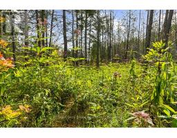 Part 2 Pt Lt 46 Highway 6, Northern Bruce Peninsula, ON N0H2R0 Photo 19