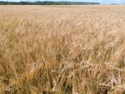 0 Moore Dale Road, Ste Rose Du Lac, MB R0L1S0 Photo 8