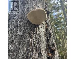 Lot 6-f-a Middle Road, Kingsburg, NS B0J2X0 Photo 9
