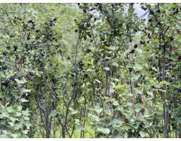 54046 Rge Road 213, Rural Strathcona County, AB T8G2A1 Photo 55