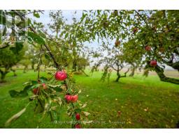 2432 Seburn Road, Thorold, ON L0S1E6 Photo 38