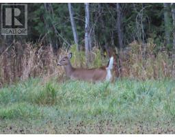 649 The Bury Road, Northern Bruce Peninsula, ON N0H1W0 Photo 48