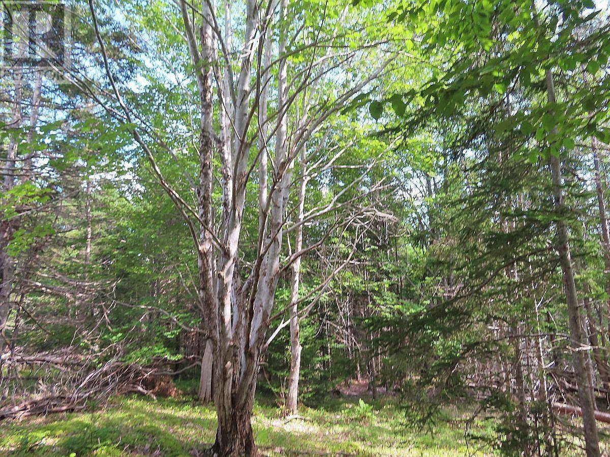 Property 15 of 32 of 46 Acres Washabuck Road