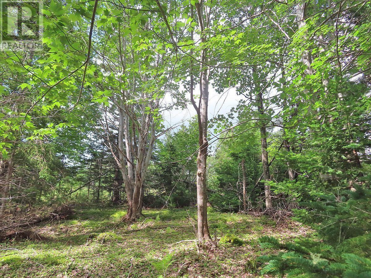 Property 16 of 32 of 46 Acres Washabuck Road