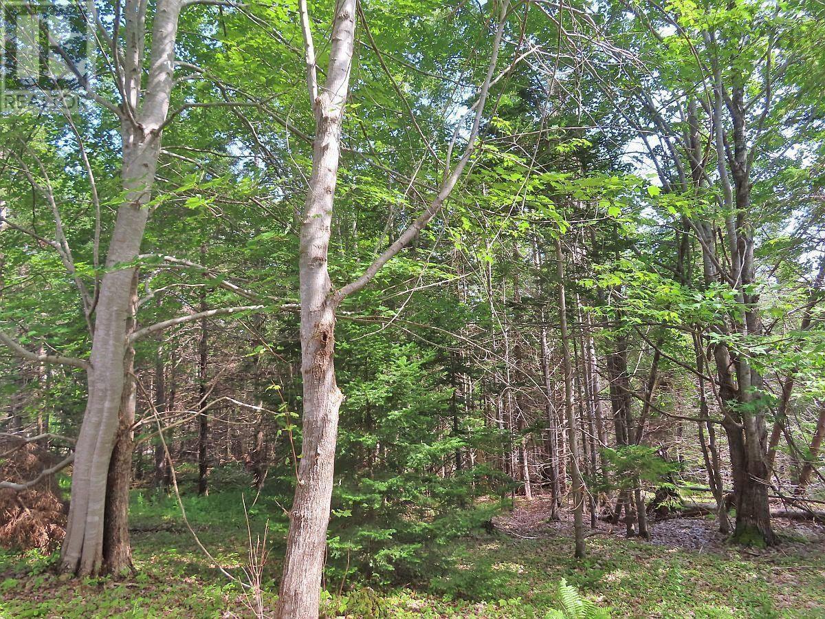 Property 17 of 32 of 46 Acres Washabuck Road