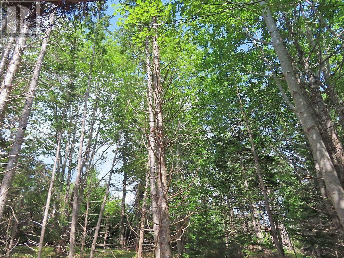 Property 19 of 32 of 46 Acres Washabuck Road