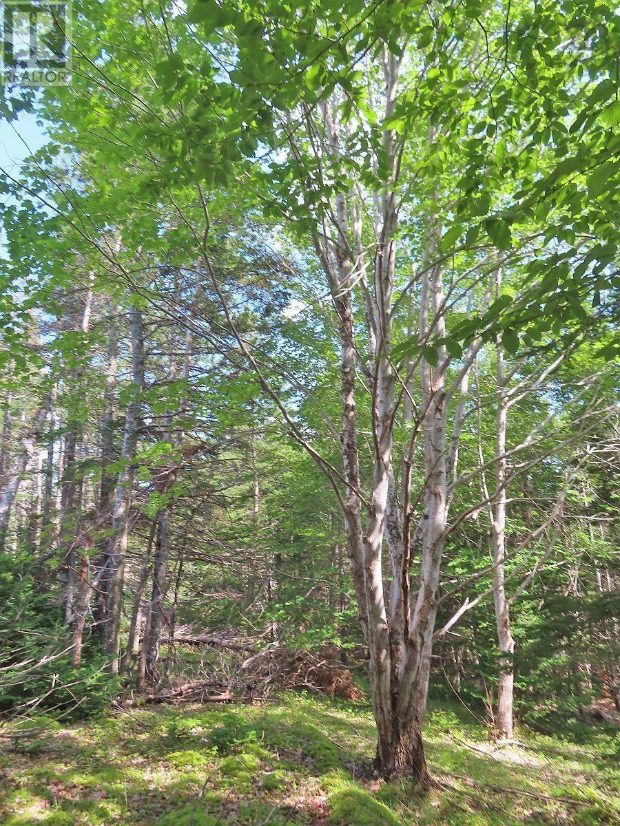 Property 21 of 32 of 46 Acres Washabuck Road